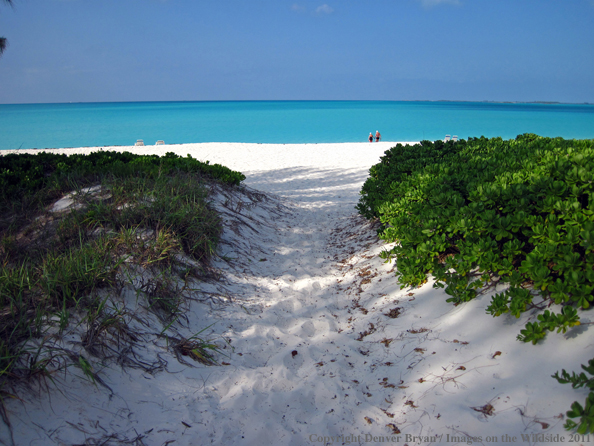 Beach in the Bahamas.                                