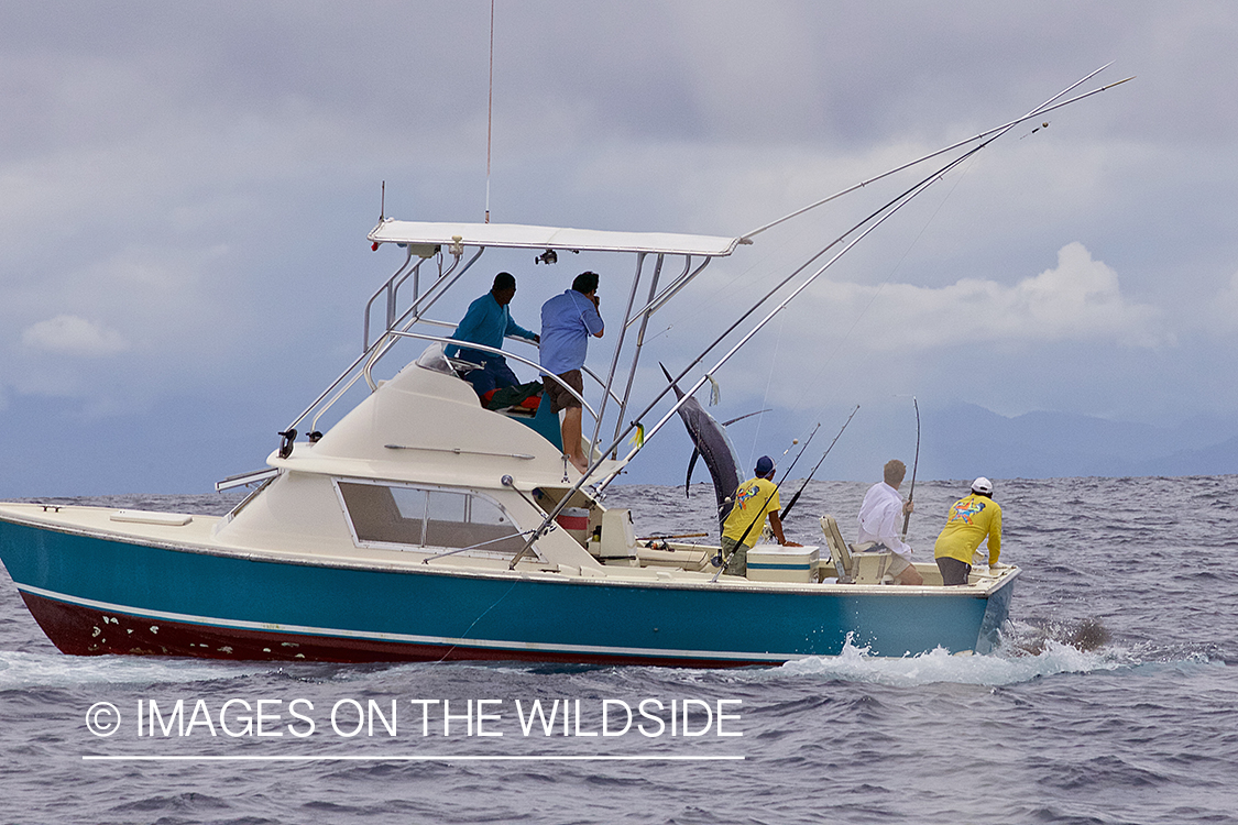 Fishermen fighting with Marlin.