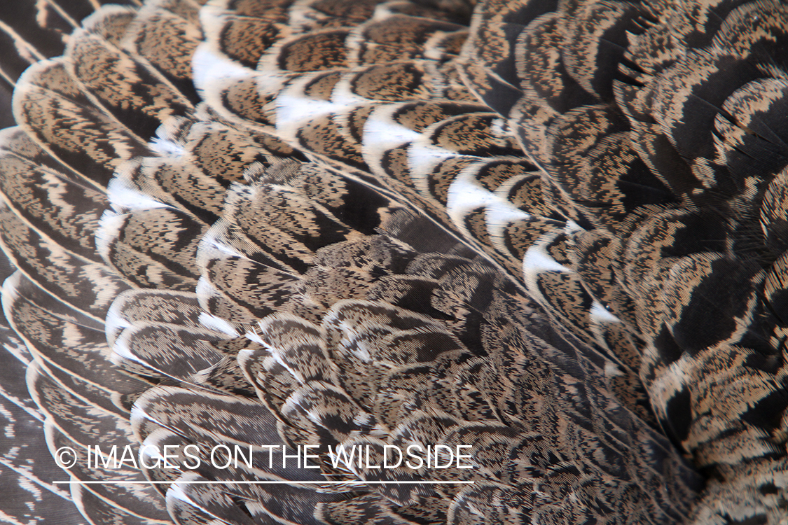 Dusky (mountain) grouse feathers.