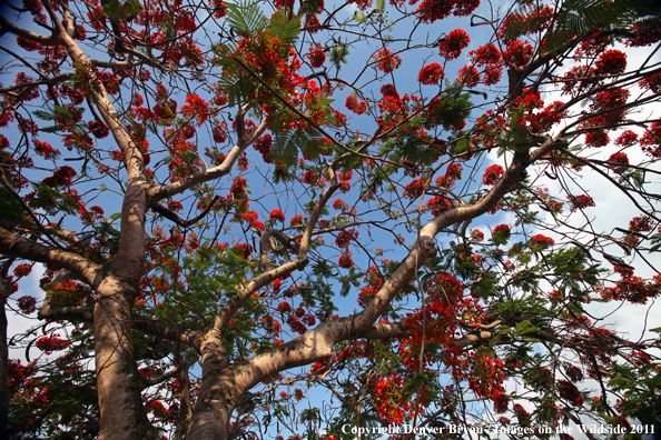 Poinciana (Flamboyant/Flame tree) (Delonix regia) in full bloom.                               