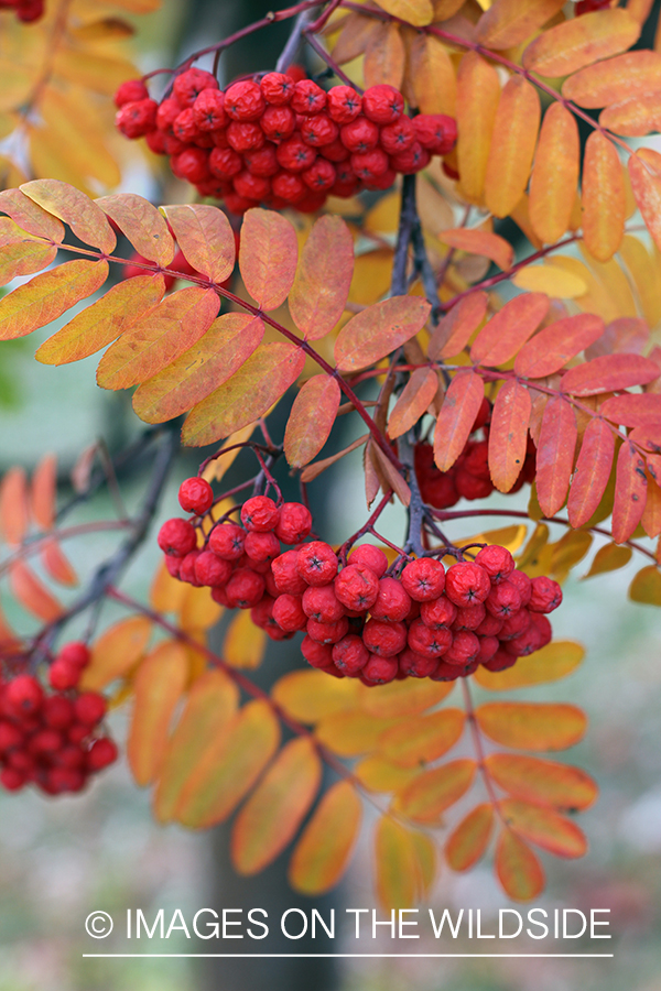 Autumn Vegetation