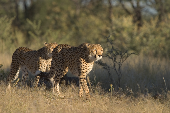 Cheetahs in habitat (stalking prey).