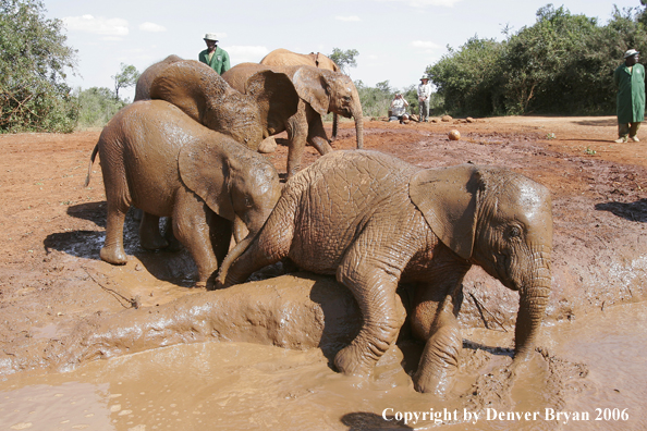 African Elephants