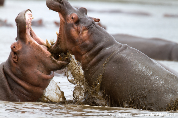 Hippos fighting in water. 