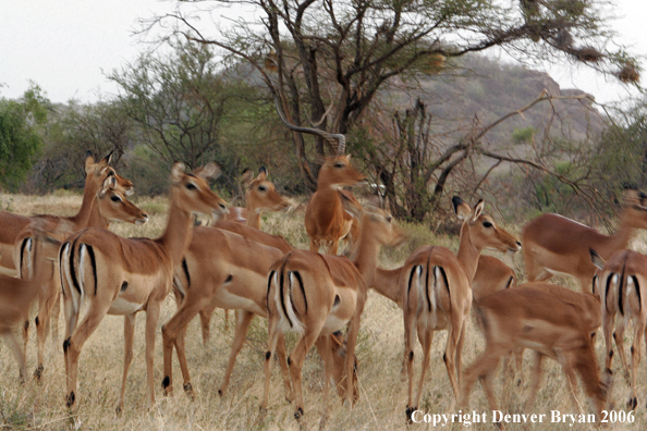 African Impala herd.