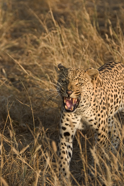 Leopard snarling. Africa