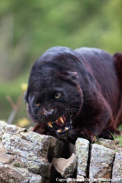 Black Leopard in habitat