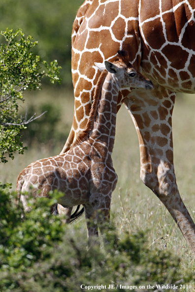 Reticulated Giraffe (adult with young)