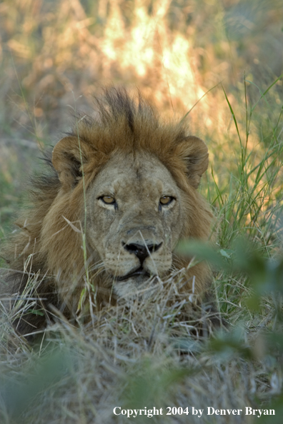 Male African lion in the bush.