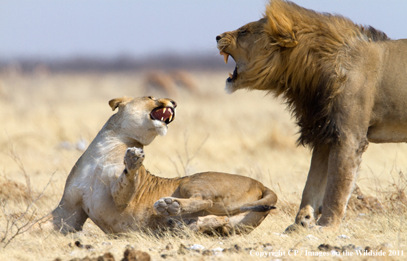 Male and female lion breeding. 