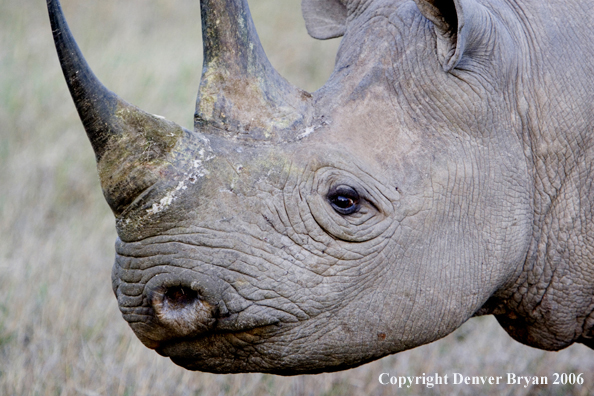 Black rhino in Africa.