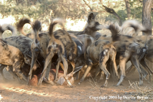 Pack of African Wild Dogs feeding on kill.