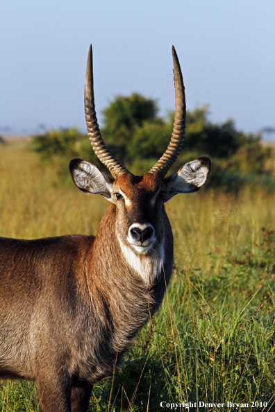 Defassa waterbuck bull.