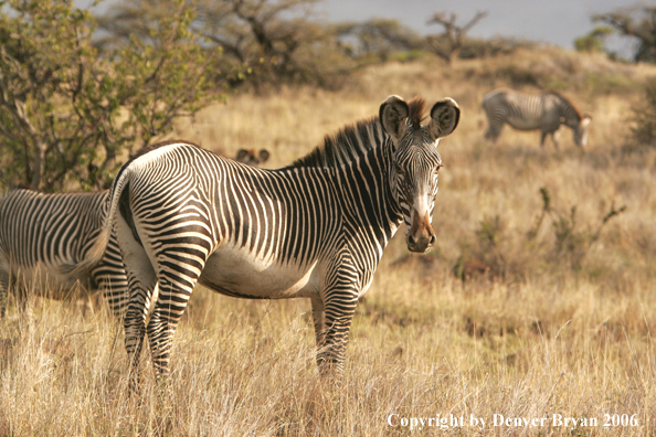 Grevy's Zebra