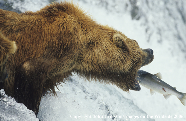 Brown bear fishing for salmon in habitat. 