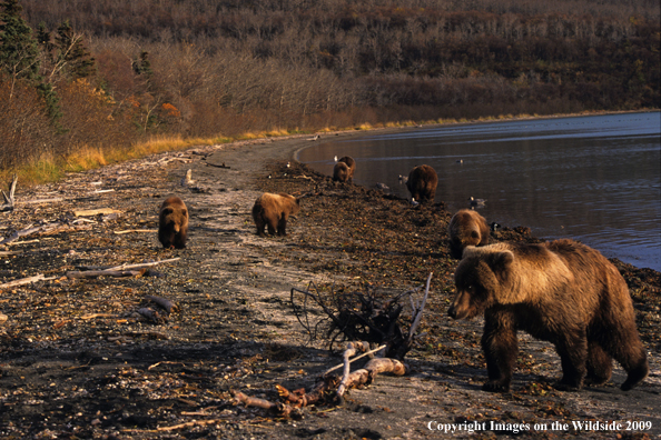 Brown Bear with cubs