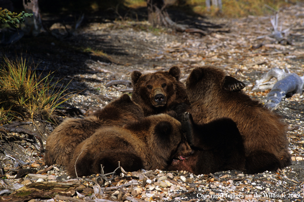 Brown Bear nursing cubs