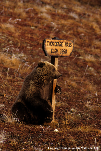 Grizzly bear in habitat