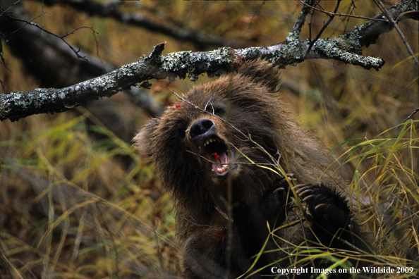 Brown/Grizzly Bear in habitat