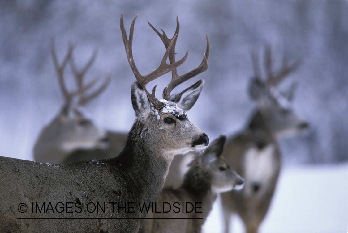 Herd of mule deer in habitat.