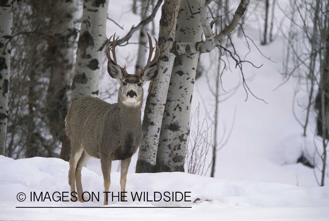 Mule deer in winter.