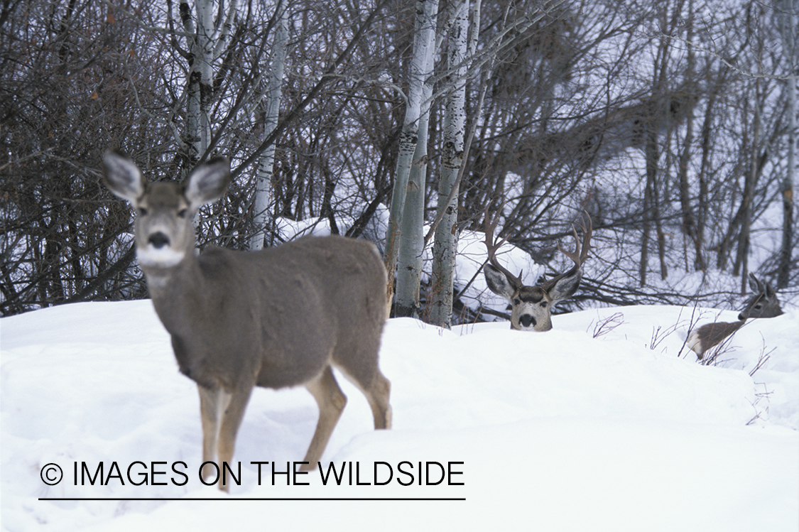 Mule deer bedded down in snow (doe in foreground).