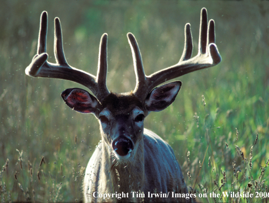 Whitetailed deer in velvet.