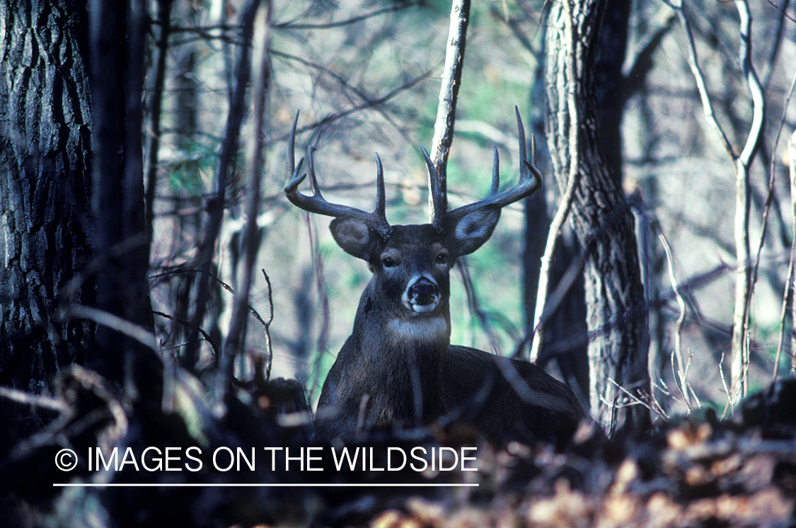 Whitetailed deer bedded.