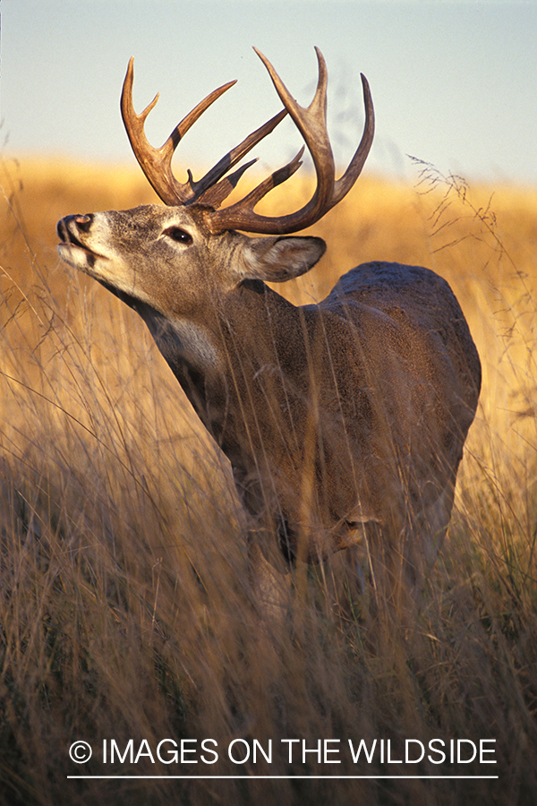 Whitetailed buck in rut.