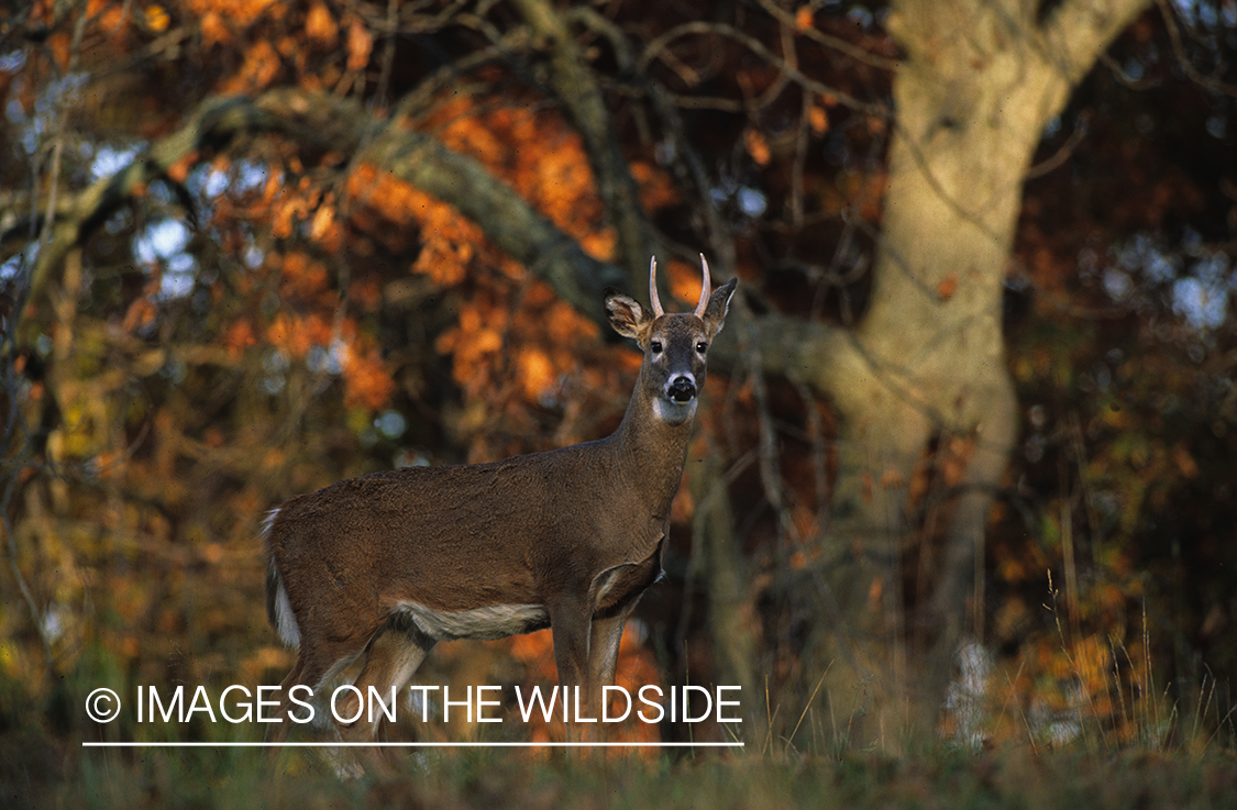 White-tailed deer in habitat