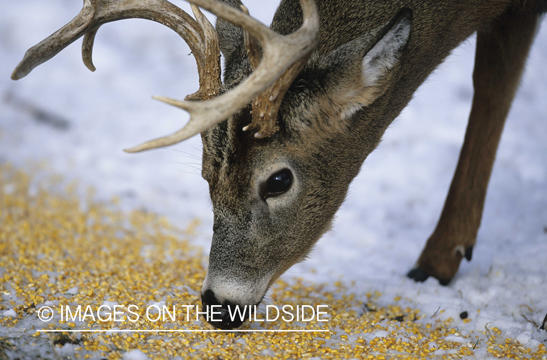 White-tailed buck feeding on corn in the winter.