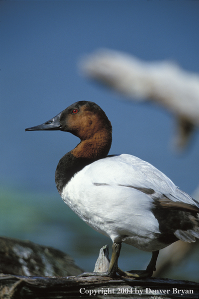 Canvasback drake standing on a log