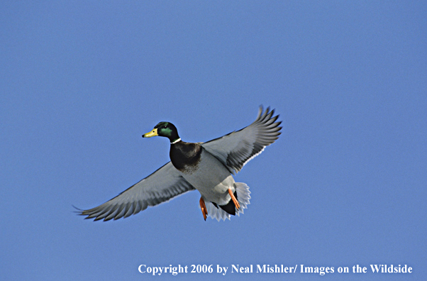 Mallard drake in flight.