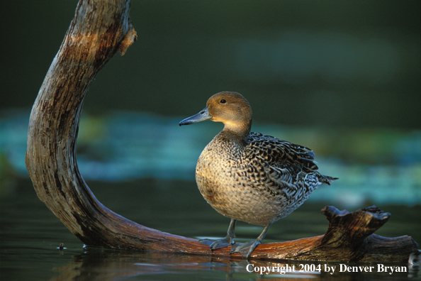 Pintail hen on log