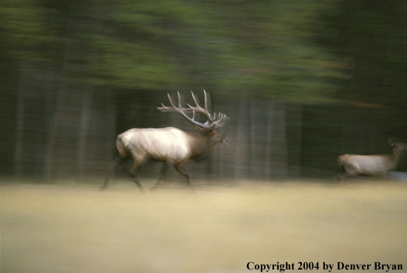 Bull elk chasing cow