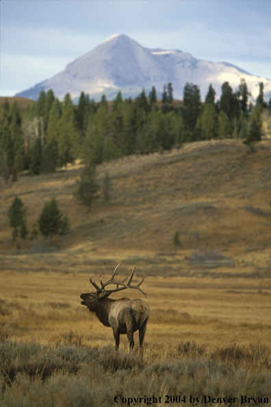 Bull elk bugling