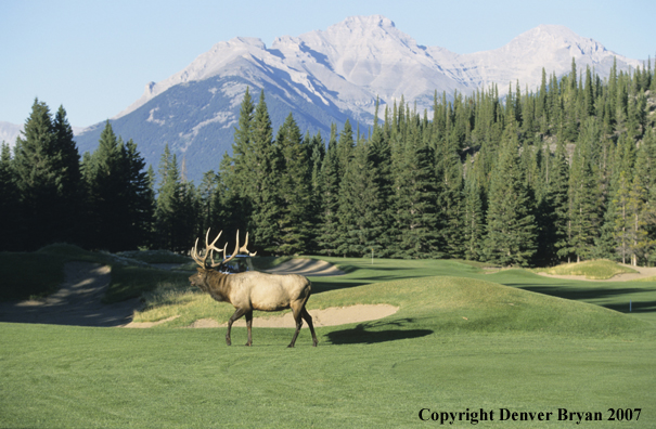 Elk walking on golfing green