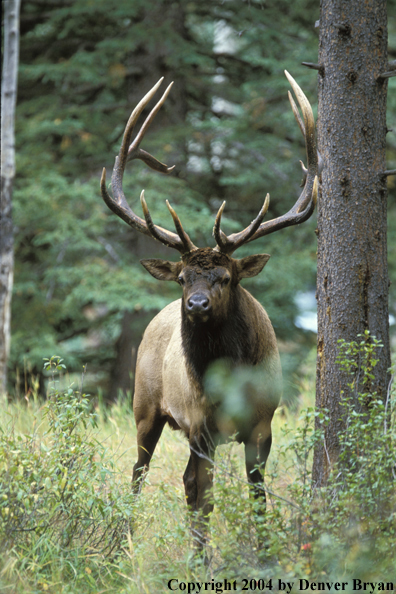 Bull elk in habitat.