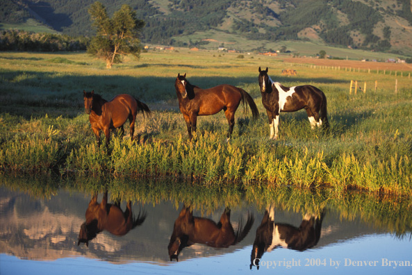 Quarter horses in pasture.