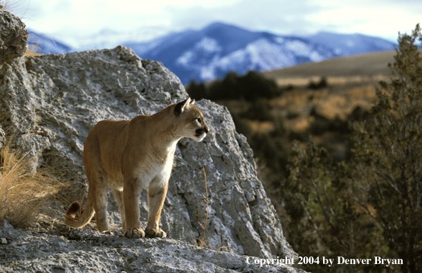 Mountain lion in habitat