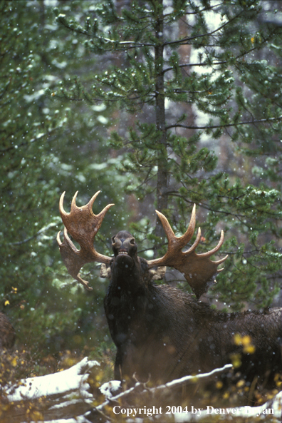 Bull moose bedded down in the forest.