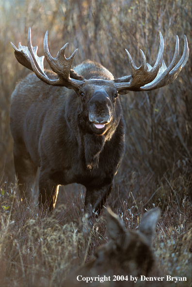 Bull and cow moose in habitat.