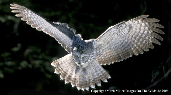 Great Grey Owl.