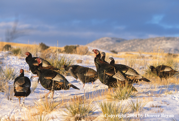 Flock of Merriam turkeys in winter.