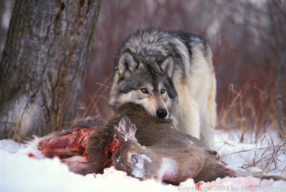 Gray wolf with kill.