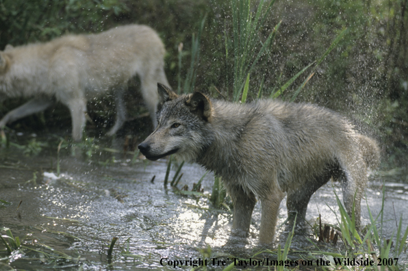 Gray Wolf shaking off water