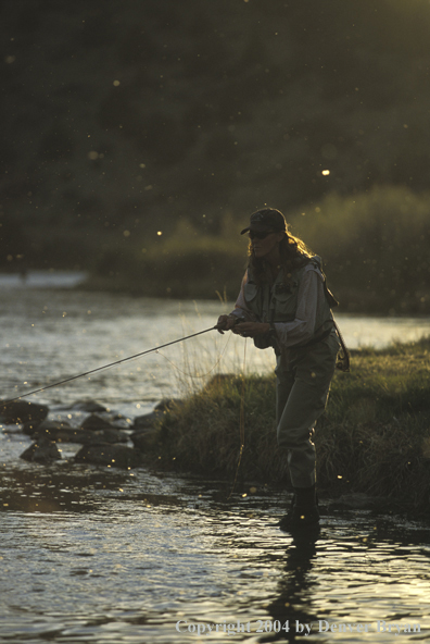 Woman flyfisher fishing river.