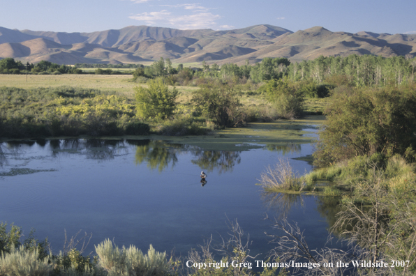 Flyfisherman on creek