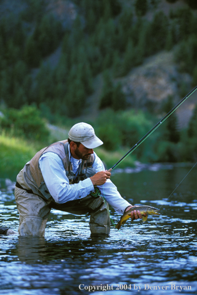 Flyfisherman landing brown trout.