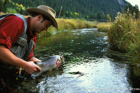 Flyfisherman releasing brown trout.